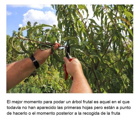 Mejor Luna Para Podar Arboles Frutales Actualizado Marzo 2024