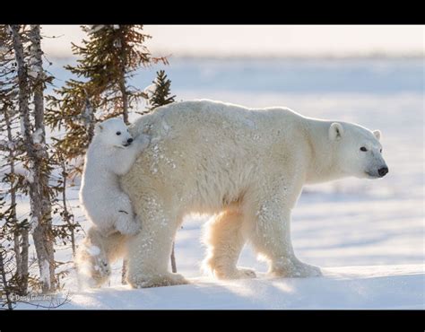 This Female Polar Bear Was Resting With Its Two Young Cubs In Wapusk