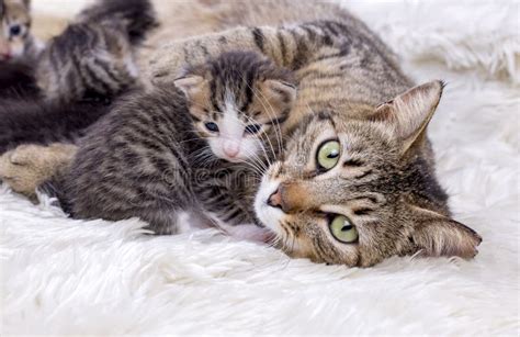 Mother Cat And Cute Baby Kitten Cat Stock Image Image Of Kittens