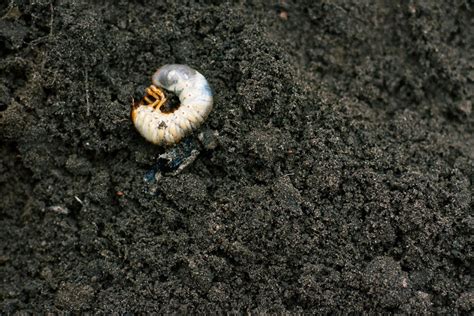 Controlling Grubs In Potted Plants How To Get Rid Of Grubs In Flower Pots