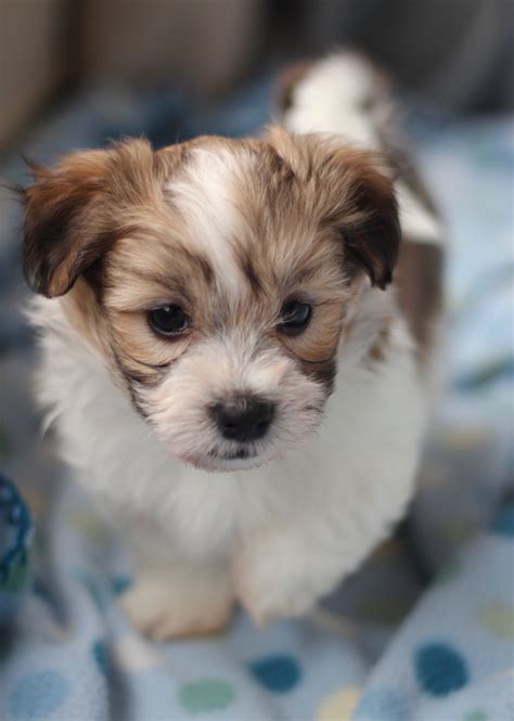 Our chinese crested puppies are carefully selected and are bred by reputable breeders, who live up to our high standards. Our sweet Bichon Shih Tzu puppies! Shichon, Zuchon ...