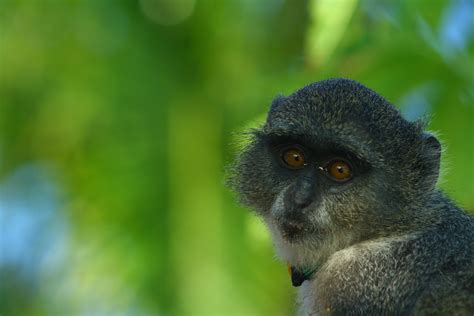 Free Images Nature Wildlife Green Mammal Fauna Primate Close Up