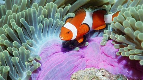 Animals Fishes Tropical Color Clownfish Underwater Sea