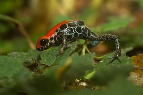16 Beautiful But Deadly Frogs In 2020 Poison Frog Poison Dart Frogs
