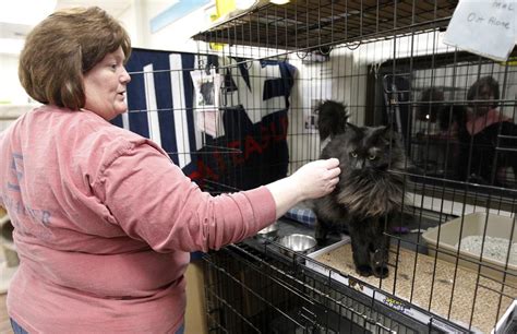 After 20 Years Paws Of Plainville To Close Cat Shelter Local News