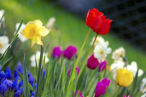 Filecolorful Spring Garden