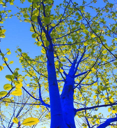 Konstantin Dimopoulos Is The Artist Behind The Project The Blue Trees