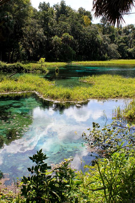 Rainbow Springs Fl Clearest And Most Refreshing Water To Swim In