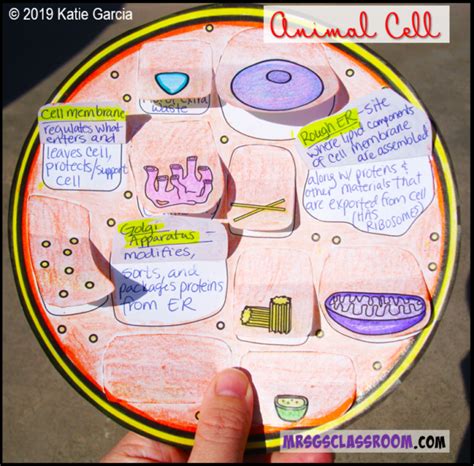 Free Video Notes And Venn Diagram For Plant And Animal Cells Mrs Gs