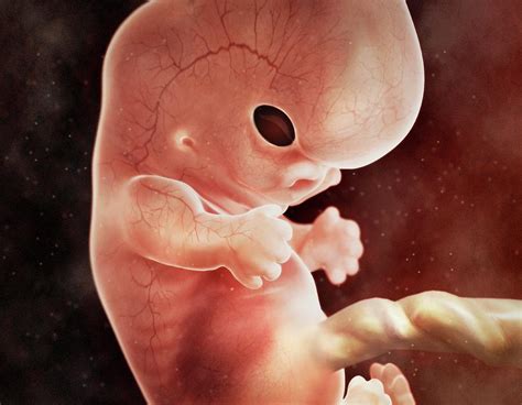 Human Foetus In The Womb Photograph By Medi Mationscience Photo