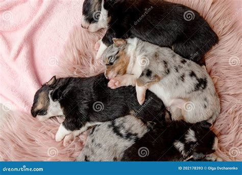 Newborn Puppy Australian Shepherd Puppy Stock Image Image Of