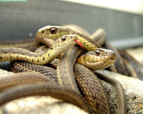 Fotos De Serpientes