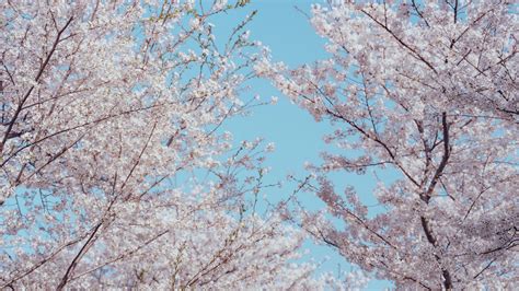 Download Wallpaper 3840x2160 Sakura Flowers Tree Branches Spring 4k