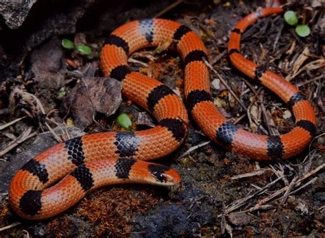 California Snakes Identification Guide Species Index And Pics