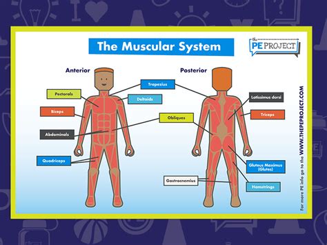 The Muscular System Anatomy Poster