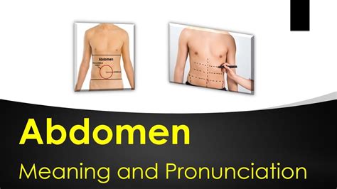 Abdomen Meaning And Example Sentences Youtube