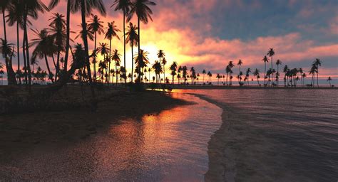 Palm Tree Sunset Wallpaper Landscape Nature 77 Wallpapers 3d Wallpapers