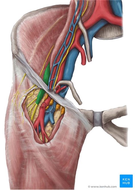 Upper Limb Anatomy Notes