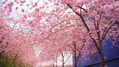 Wallpaper Tree Cherry Blossom Garden Spring Desktop