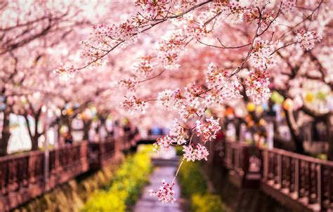 As with all diy projects, preparation is key. Wallpaper branches, spring, Japan, Sakura images for ...