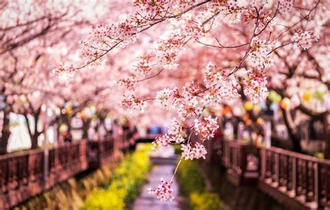 , sakura wallpapers sakura wallpapers for free download fungyung 0x0. Wallpaper branches, spring, Japan, Sakura images for ...