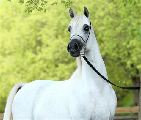 Arabian Horse Enters The Stage And Shows Off His Majesty Horses Videos