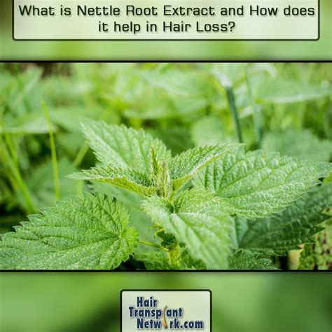 Maybe you would like to learn more about one of these? What is Nettle Root Extract and How does it help treat ...