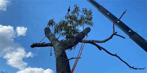Cutting Down Leaning Trees Tree Felling Considerations