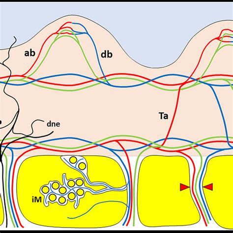 Schematic Drawing Shows The Superficial Fascia Sf Connected With The
