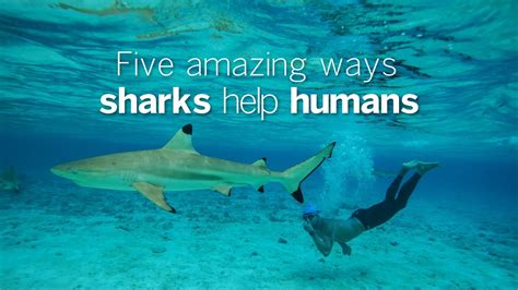 Five Amazing Ways Sharks Help Humans Youtube