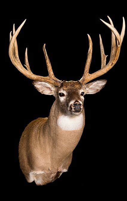 Whitetailwednesday The 9 Most Likely Places The Next