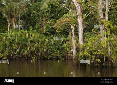Flooded Igapo Forest Cocaya River Eastern Amazon Rain Forest Border