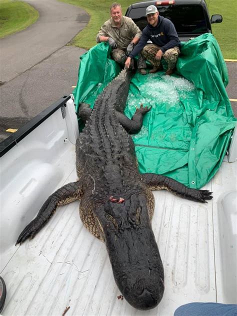 Massive 14ft Alligator Killed After 800lb Beast Dragged Terrified