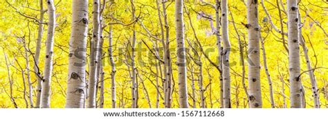 Panorama Aspen Forest Peak Autumn Beauty Stock Photo Edit Now 1567112668