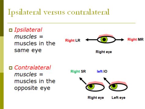 Extraocular Muscles 3 Binocular Eye Movements Flashcards Quizlet