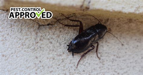 Actually open my office safely). Oriental Cockroach - Pest Control Approved