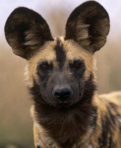 Lycaon Pictus Head African Hunting Dog Wild Spotted Painted But