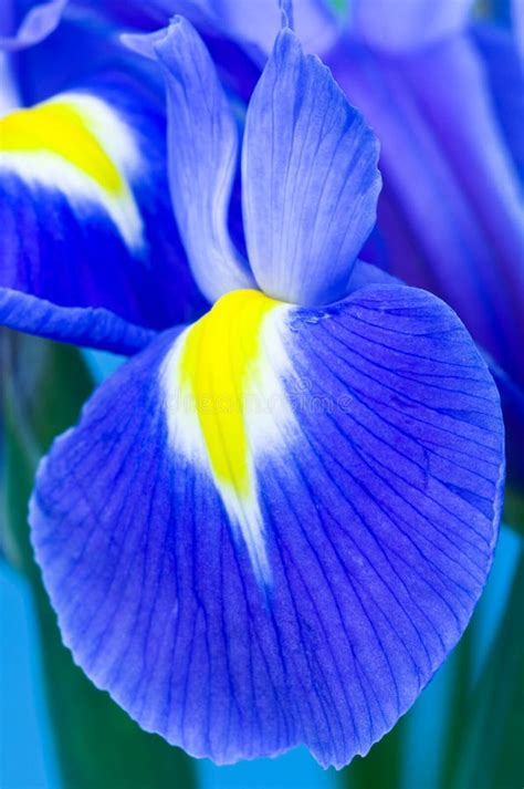 Blue Iris Flower Stock Photo Image Of Beautiful Leaf 17058256