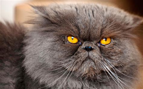 Grey Himalayan Grey Persian Cat Price Pets Lovers