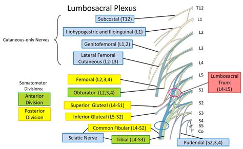 Gross Anatomy Glossary Lumbosacral Plexus Nerve Anato Vrogue Co