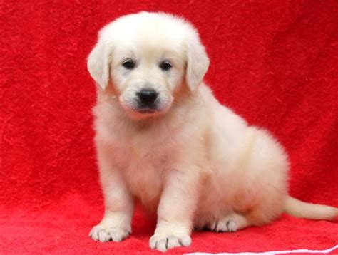 Looking for a male long hair english cream minature dachshund. Love | Golden Retriever - English Cream Puppy For Sale ...