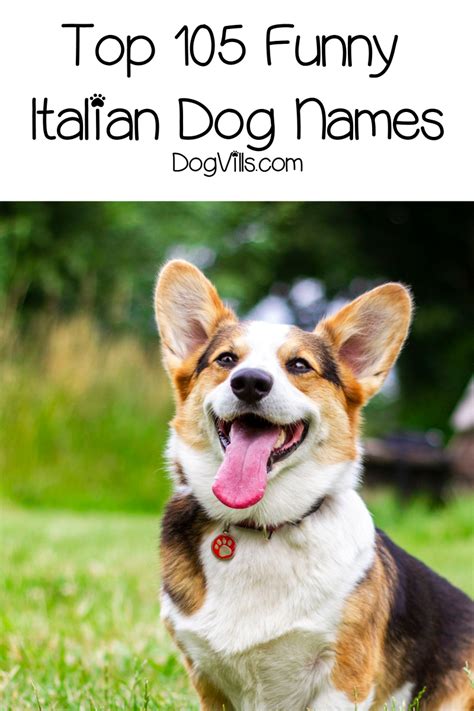 Italy is one of the most beautiful and cultured places in the world. Top 105 Funny Italian Dog Names - DogVills