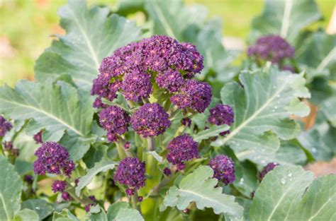 Sprouting Broccoli Essentials For Sowing And Planting Gardenfrontier