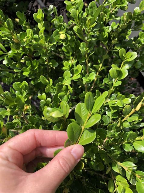 Winter Gem Boxwood A Cold Hardy Evergreen Shrub For The Home Landscape
