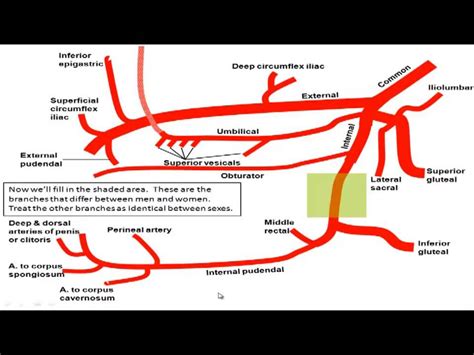 Gross Anatomy Drawing The Branches Of The Iliac Arteries Youtube