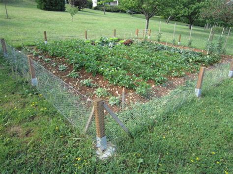 Alors comment éloigner les chats du jardin potager ? Comment protéger le potager contre les oiseaux | Fan2Tomates