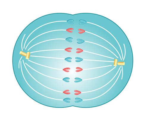 Stages Of Mitosis Biology Review Video And Faq