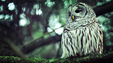 Owl Wallpapers Wallpaper Cave