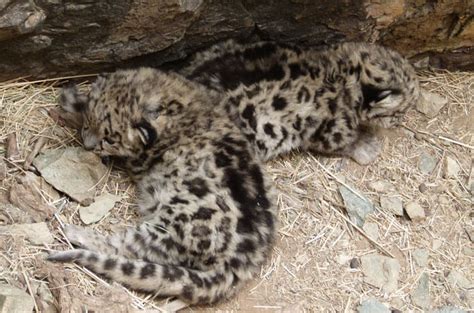 7 Essential Facts About Snow Leopard Cubs Snow Leopard Trust