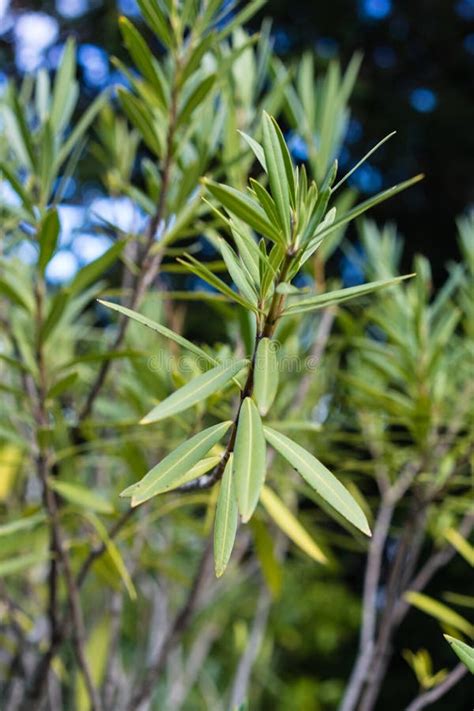 Green Color Leaves Of Nerium Oleander Plant Stock Image Image Of